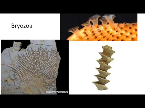 Bryozoa