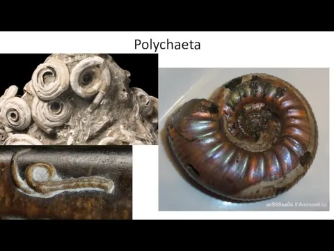 Polychaeta