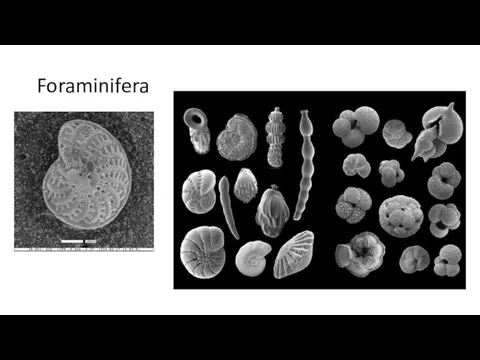 Foraminifera