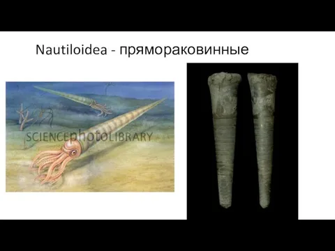 Nautiloidea - прямораковинные