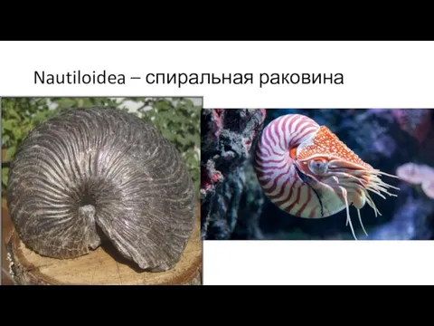 Nautiloidea – спиральная раковина