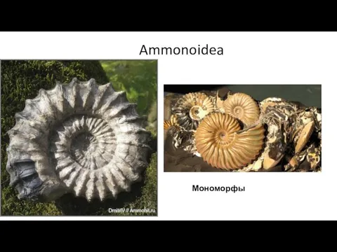 Ammonoidea Мономорфы