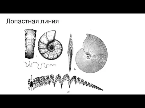 Лопастная линия