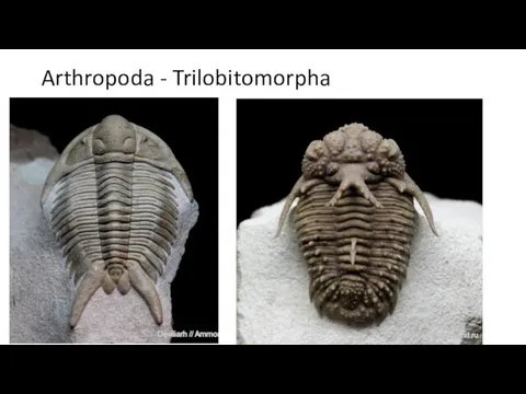 Arthropoda - Trilobitomorpha