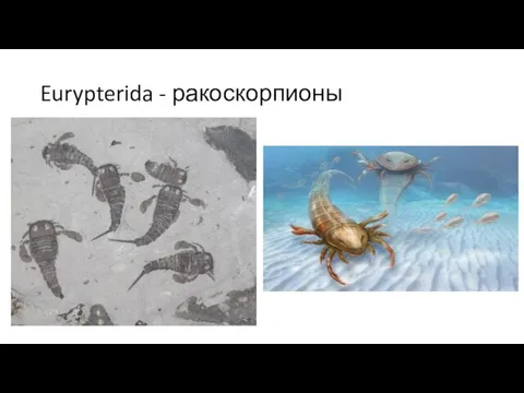 Eurypterida - ракоскорпионы