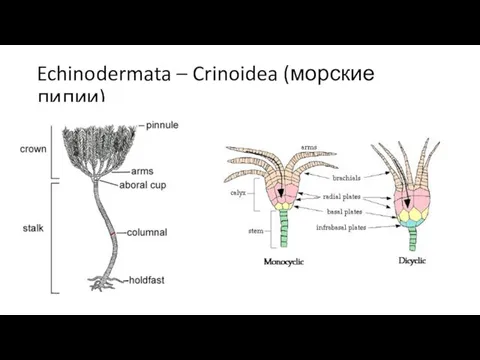 Echinodermata – Crinoidea (морские лилии)