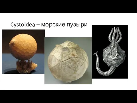 Cystoidea – морские пузыри