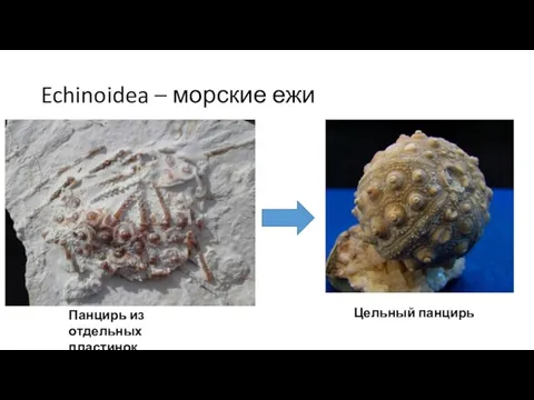 Echinoidea – морские ежи Панцирь из отдельных пластинок Цельный панцирь