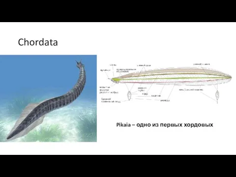 Chordata Pikaia – одно из первых хордовых