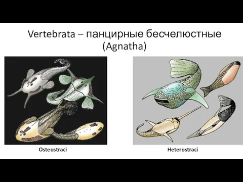 Vertebrata – панцирные бесчелюстные (Agnatha) Heterostraci Osteostraci