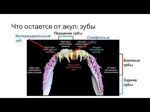 Что остается от акул: зубы