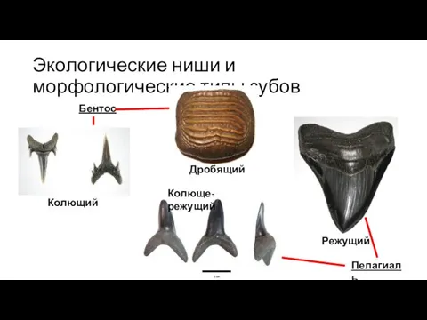 Экологические ниши и морфологические типы зубов