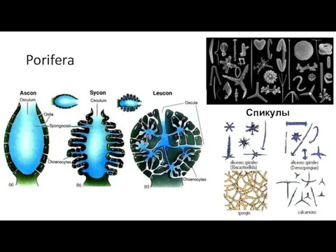 Porifera Спикулы