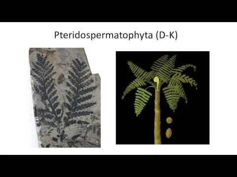 Pteridospermatophyta (D-K)