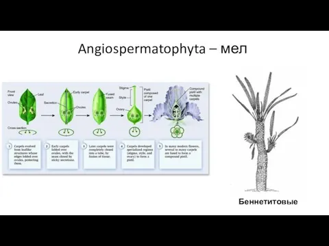 Angiospermatophyta – мел Беннетитовые