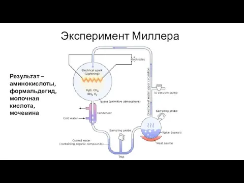 Эксперимент Миллера Результат – аминокислоты, формальдегид, молочная кислота, мочевина