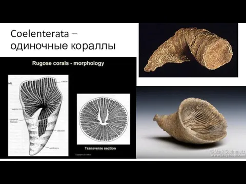 Coelenterata – одиночные кораллы