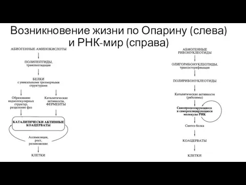 Возникновение жизни по Опарину (слева) и РНК-мир (справа)