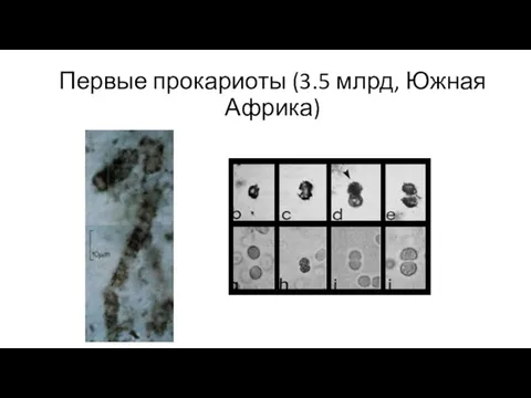 Первые прокариоты (3.5 млрд, Южная Африка)