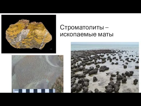Строматолиты – ископаемые маты
