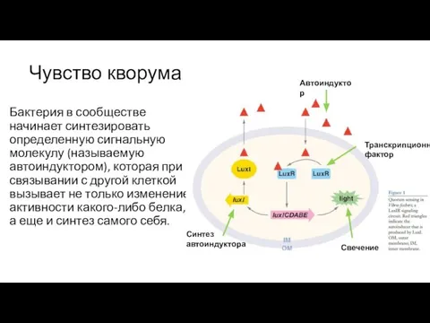 Чувство кворума Бактерия в сообществе начинает синтезировать определенную сигнальную молекулу (называемую