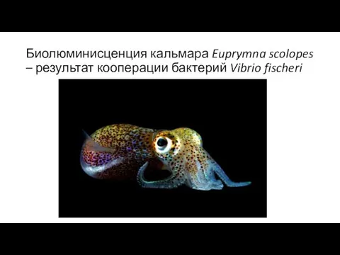 Биолюминисценция кальмара Euprymna scolopes – результат кооперации бактерий Vibrio fischeri