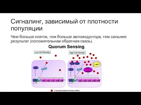 Сигналинг, зависимый от плотности популяции Чем больше клеток, тем больше автоиндуктора,