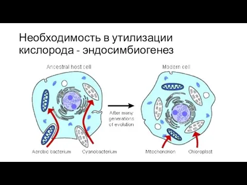 Необходимость в утилизации кислорода - эндосимбиогенез