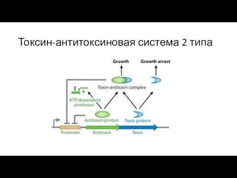 Токсин-антитоксиновая система 2 типа