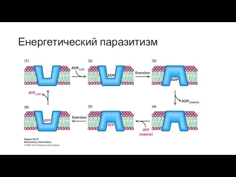 Енергетический паразитизм