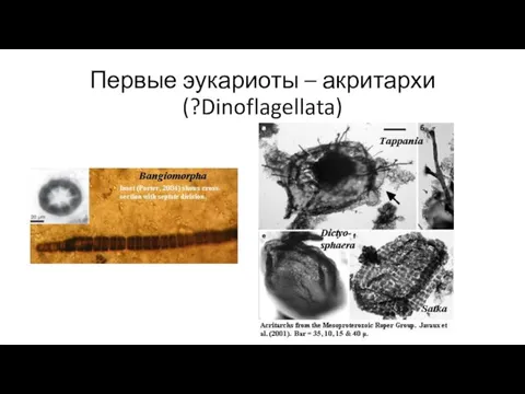 Первые эукариоты – акритархи (?Dinoflagellata)