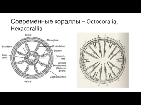 Современные кораллы – Octocoralia, Hexacorallia