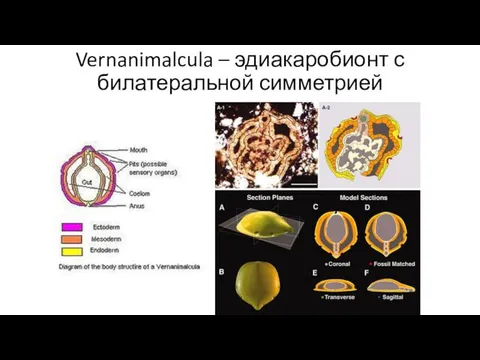 Vernanimalcula – эдиакаробионт с билатеральной симметрией