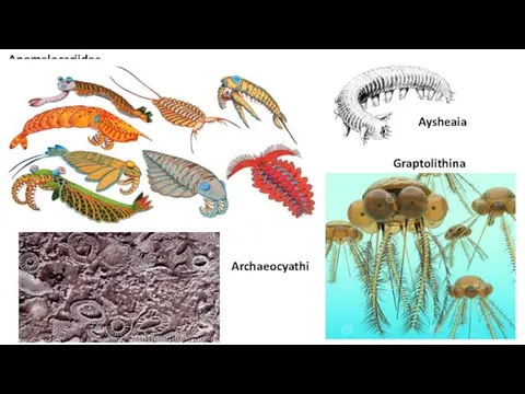 Anomalocariidae Graptolithina Aysheaia Archaeocyathi