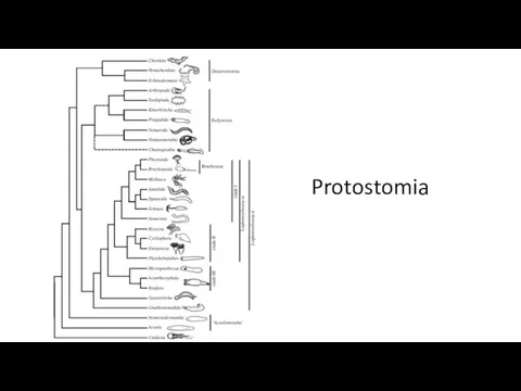 Protostomia