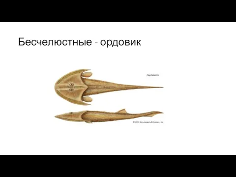 Бесчелюстные - ордовик