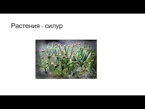 Растения - силур