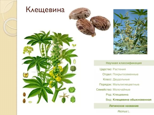 Клещевина