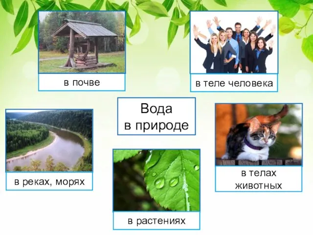 Вода в природе в почве в теле человека в реках, морях в растениях в телах животных