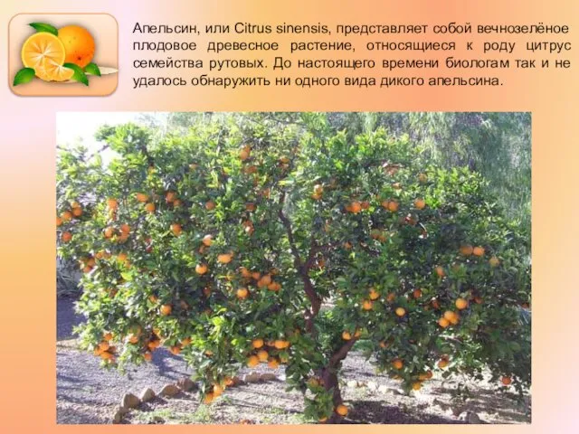 Апельсин, или Citrus sinensis, представляет собой вечнозелёное плодовое древесное растение, относящиеся