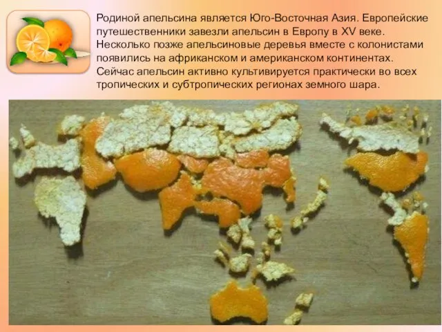 Родиной апельсина является Юго-Восточная Азия. Европейские путешественники завезли апельсин в Европу