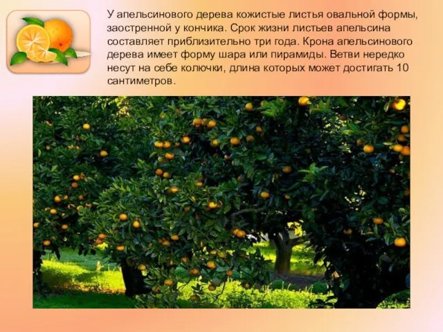 У апельсинового дерева кожистые листья овальной формы, заостренной у кончика. Срок