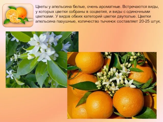 Цветы у апельсина белые, очень ароматные. Встречаются виды, у которых цветки