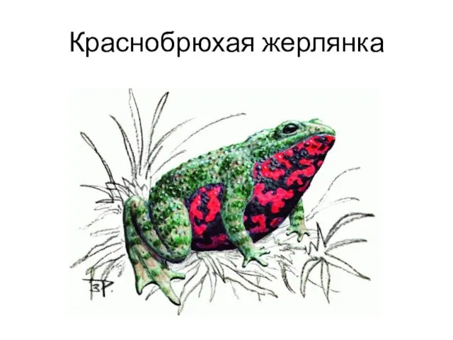 Краснобрюхая жерлянка