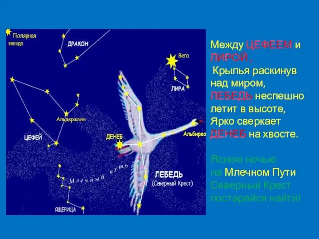 Между ЦЕФЕЕМ и ЛИРОЙ , Крылья раскинув над миром, ЛЕБЕДЬ неспешно