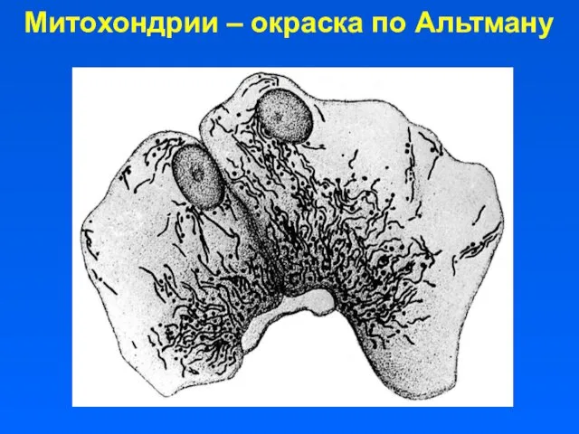 Митохондрии – окраска по Альтману