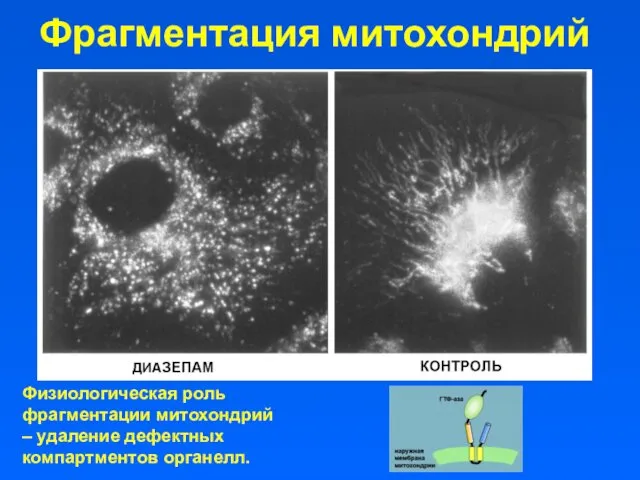 Фрагментация митохондрий Физиологическая роль фрагментации митохондрий – удаление дефектных компартментов органелл.