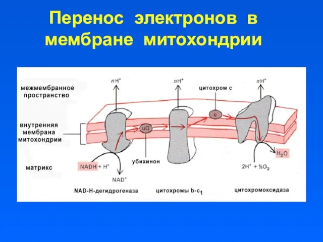 Перенос электронов в мембране митохондрии