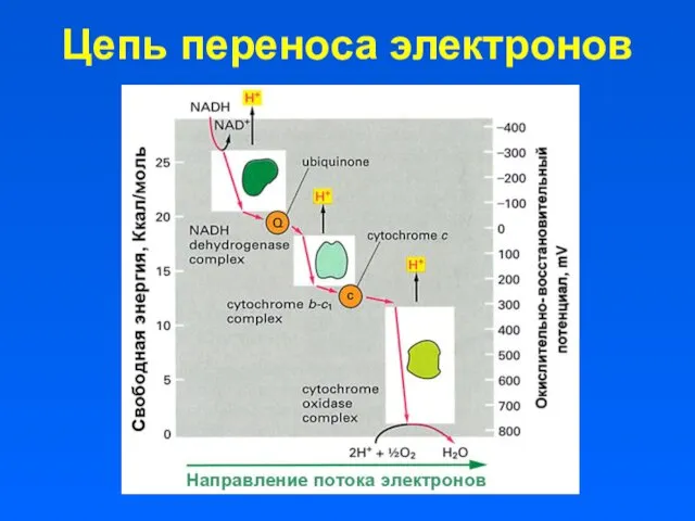 Цепь переноса электронов