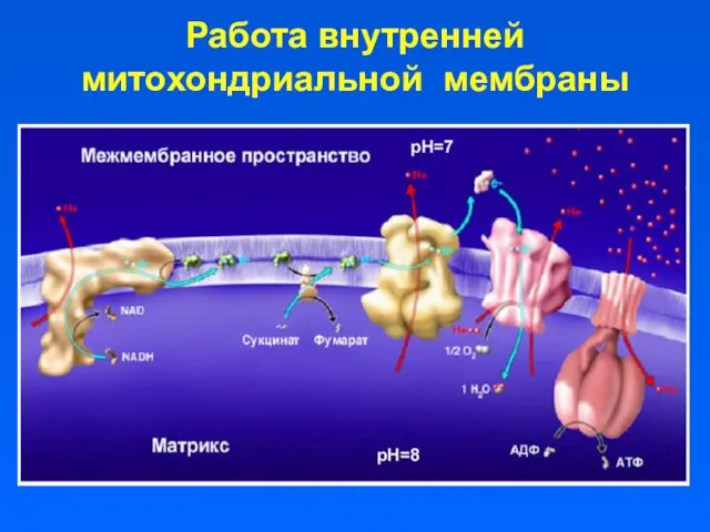 Работа внутренней митохондриальной мембраны